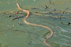 Elaphe quatuorlineata