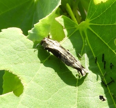 Agrilus langei