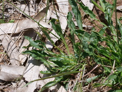 Ptilotus macrocephalus