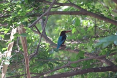 Halcyon smyrnensis