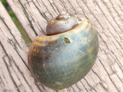 Pomacea canaliculata