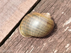 Pomacea canaliculata