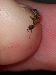 Liometopum occidentale