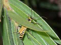 Chauliognathus flavipennis