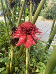 Etlingera elatior