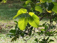 Pterygota alata