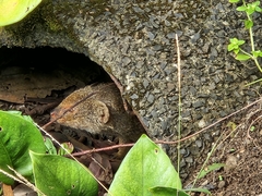 Urva auropunctata