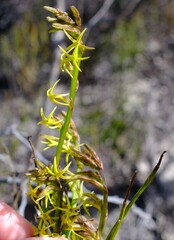 Tripterococcus brunonis