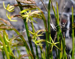 Tripterococcus brunonis