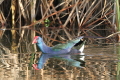 Porphyrio madagascariensis