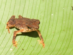 Ingerophrynus divergens