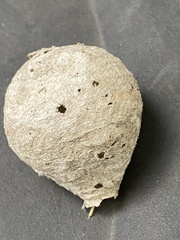 Dolichovespula media