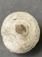 Dolichovespula media