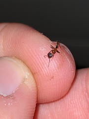 Liometopum occidentale