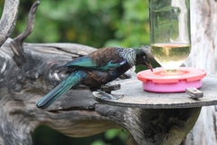 Prosthemadera novaeseelandiae novaeseelandiae