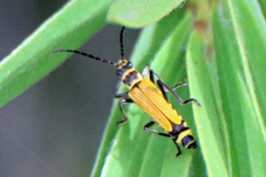 Chauliognathus flavipennis