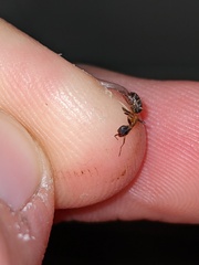 Liometopum occidentale