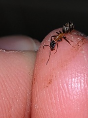 Liometopum occidentale