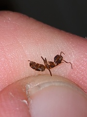 Liometopum occidentale