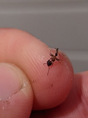 Liometopum occidentale