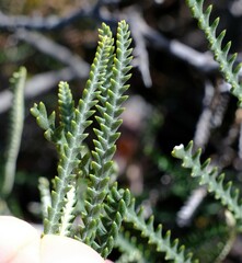 Banksia dallanneyi