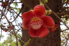 Couroupita guianensis