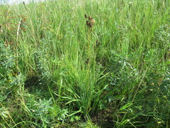 Hemerocallis minor