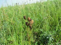 Hemerocallis minor
