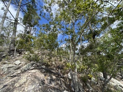 Pleiogynium timoriense