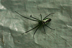 Leucauge