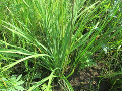 Hemerocallis minor