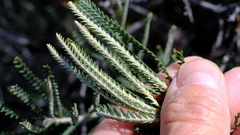 Banksia dallanneyi