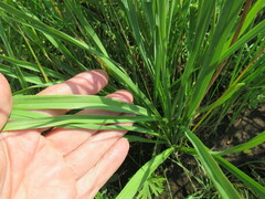Hemerocallis minor