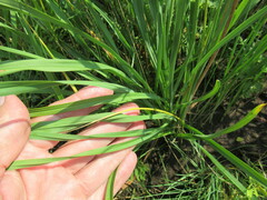 Hemerocallis minor