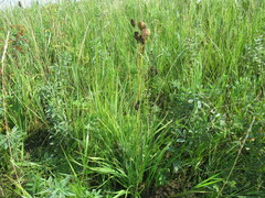 Hemerocallis minor