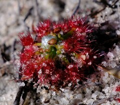 Drosera eneabba