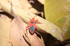 Probergrothius sanguinolens