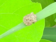 Cyrtocoris
