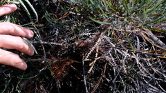 Banksia dallanneyi