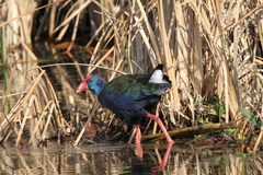 Porphyrio madagascariensis