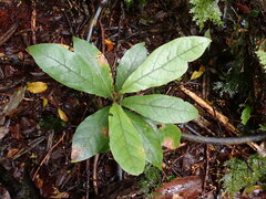 Beilschmiedia tarairi