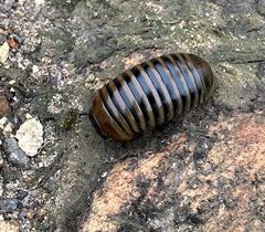Arthrosphaera