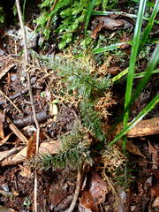 Trichomanes strictum