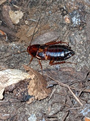 Blattinae
