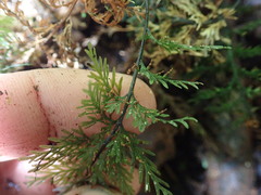 Trichomanes strictum