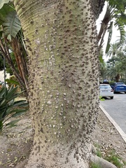 Ceiba speciosa