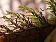 Trichomanes strictum