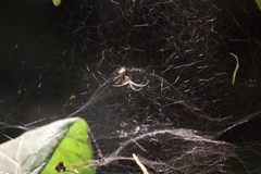 Cyrtophora cicatrosa