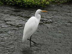 Ardea alba