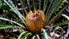 Banksia dallanneyi